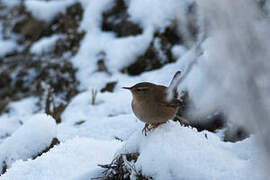 Eurasian Wren