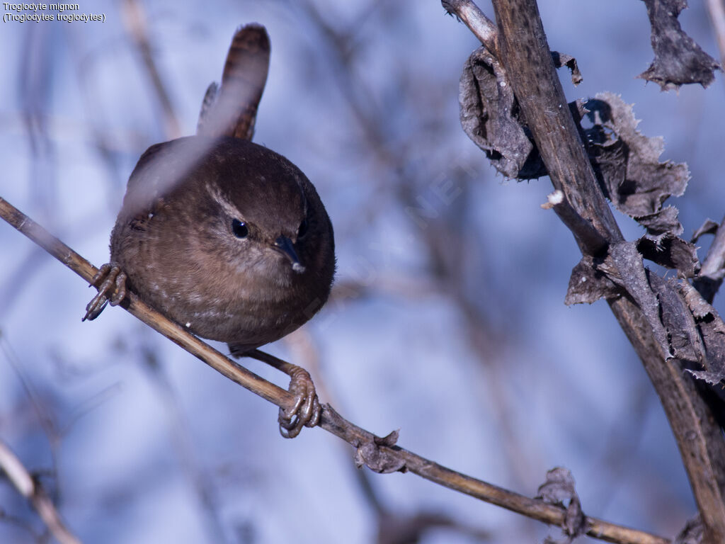 Eurasian Wren