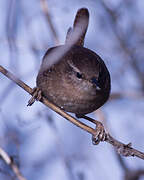 Eurasian Wren