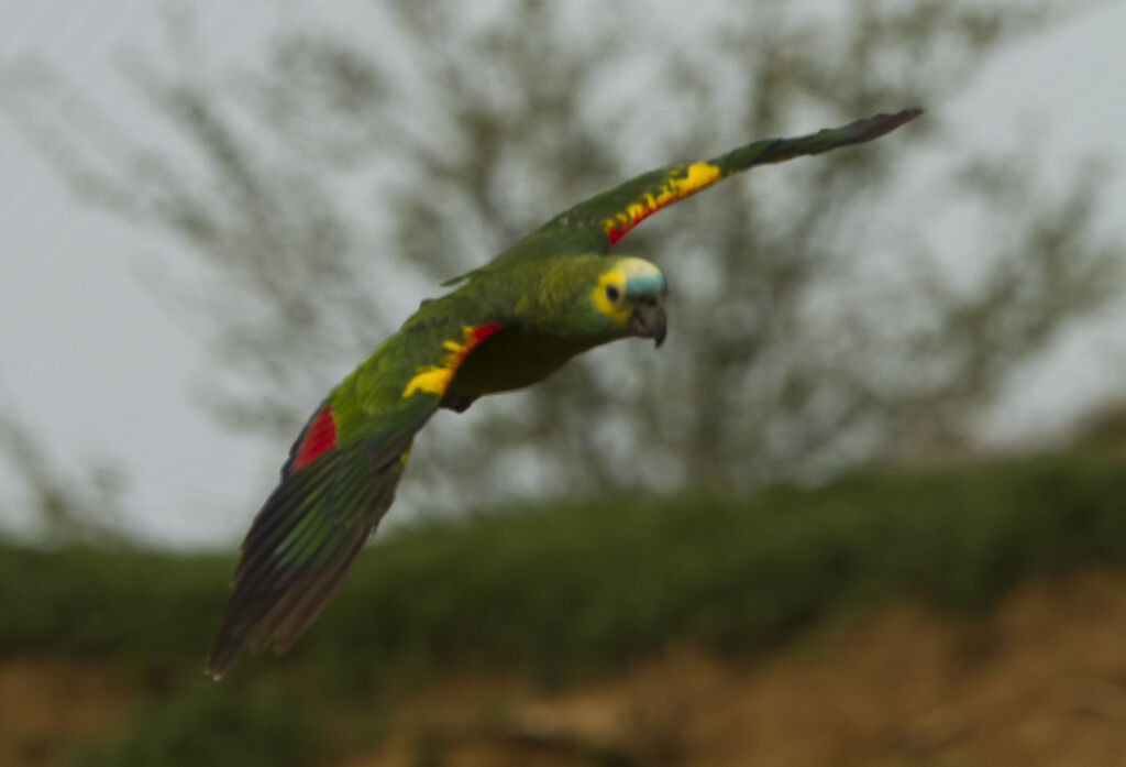 Turquoise-fronted Amazon