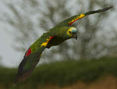 Turquoise-fronted Amazon