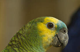 Turquoise-fronted Amazon