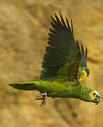 Turquoise-fronted Amazon