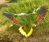 Turquoise-fronted Amazon