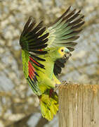 Turquoise-fronted Amazon