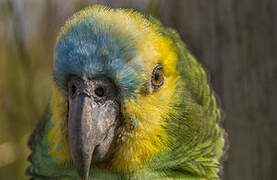 Turquoise-fronted Amazon