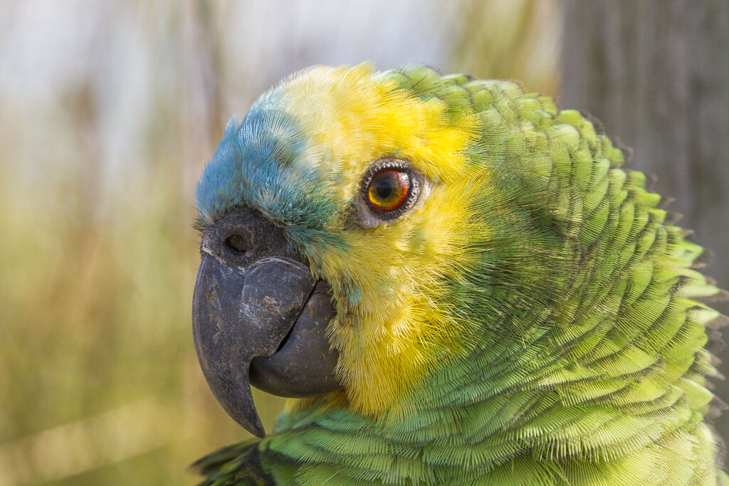 Amazone à front bleu