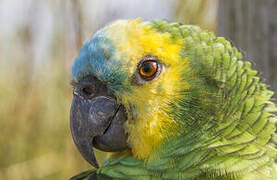 Turquoise-fronted Amazon