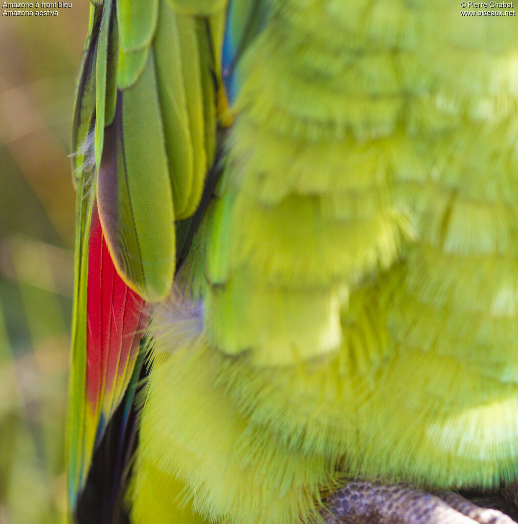 Turquoise-fronted Amazon