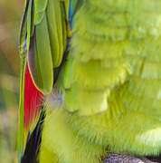 Turquoise-fronted Amazon