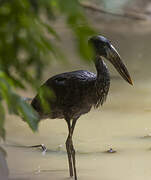 African Openbill