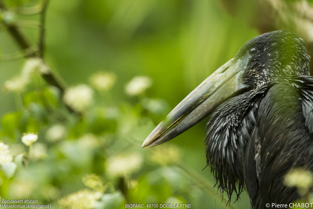 African Openbill