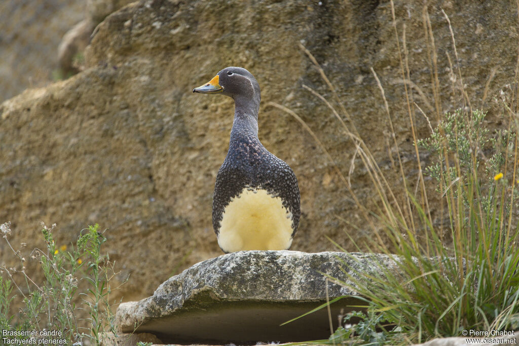 Fuegian Steamer Duck