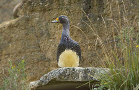 Fuegian Steamer Duck