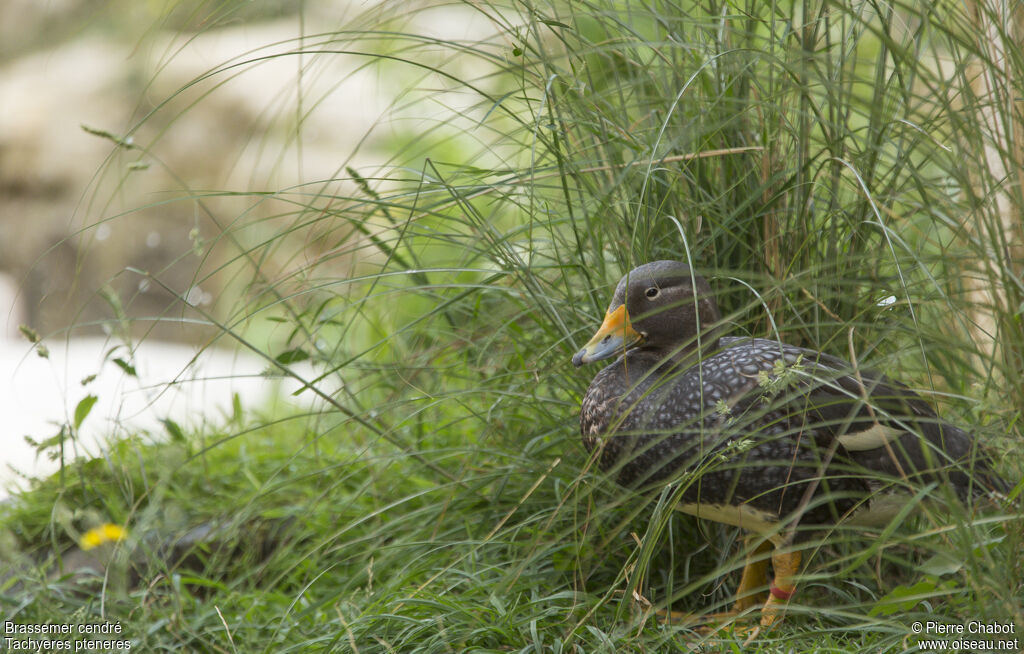 Fuegian Steamer Duck