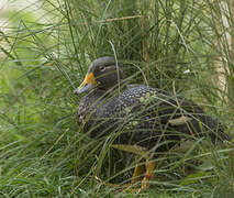 Fuegian Steamer Duck