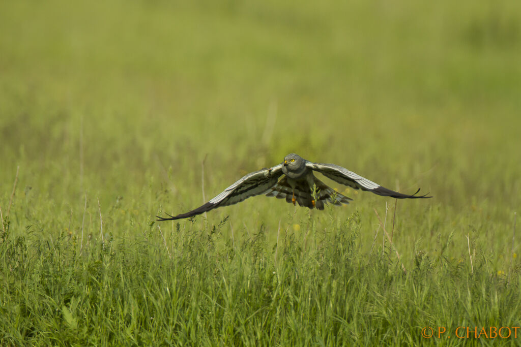 Montagu's Harrier