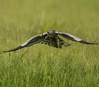 Montagu's Harrier