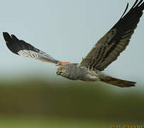 Montagu's Harrier