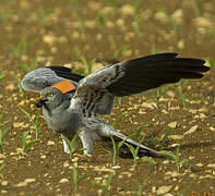 Montagu's Harrier