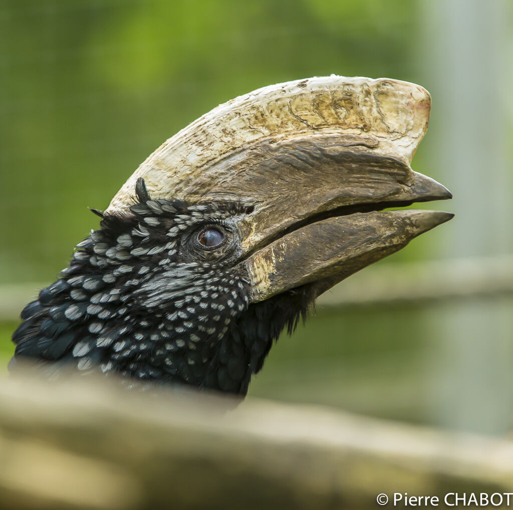 Silvery-cheeked Hornbill