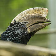 Silvery-cheeked Hornbill