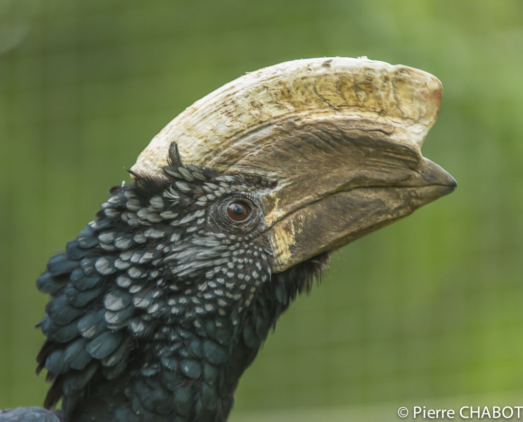 Silvery-cheeked Hornbill