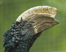 Silvery-cheeked Hornbill