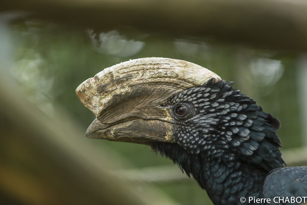 Silvery-cheeked Hornbill