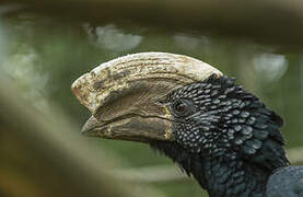 Silvery-cheeked Hornbill