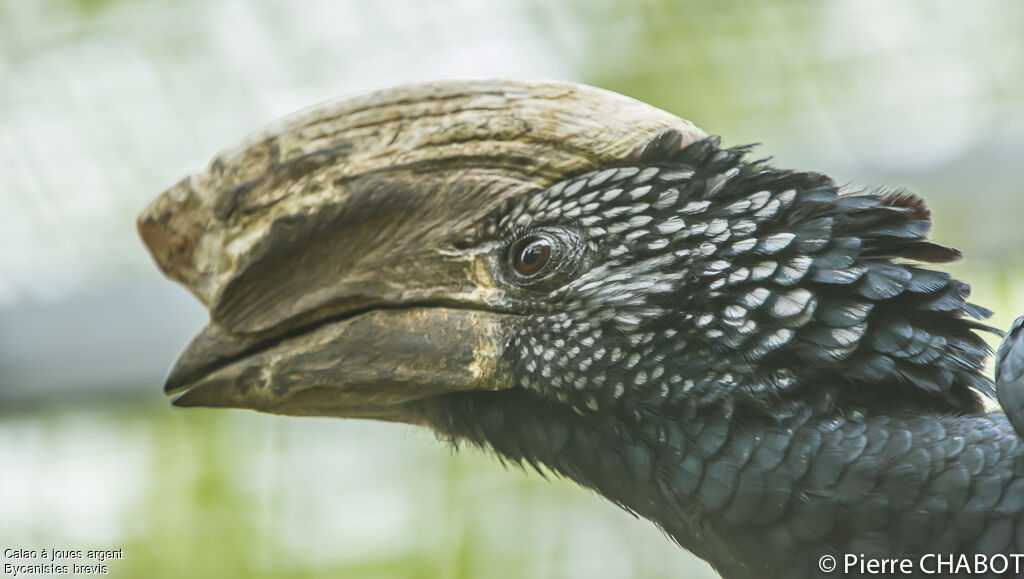 Silvery-cheeked Hornbill