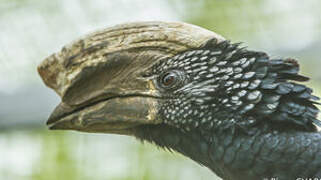 Silvery-cheeked Hornbill