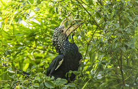 Silvery-cheeked Hornbill