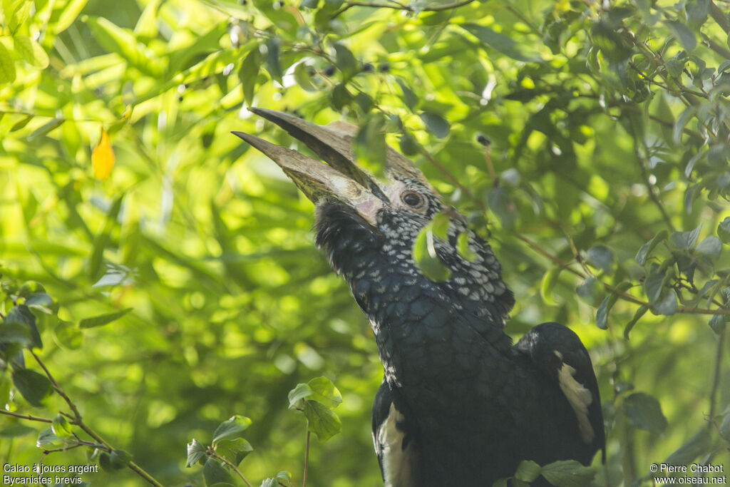 Silvery-cheeked Hornbill