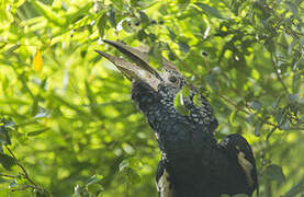 Silvery-cheeked Hornbill