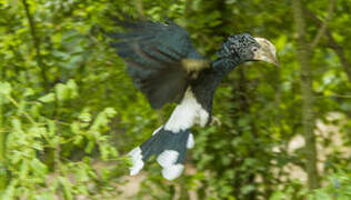 Silvery-cheeked Hornbill