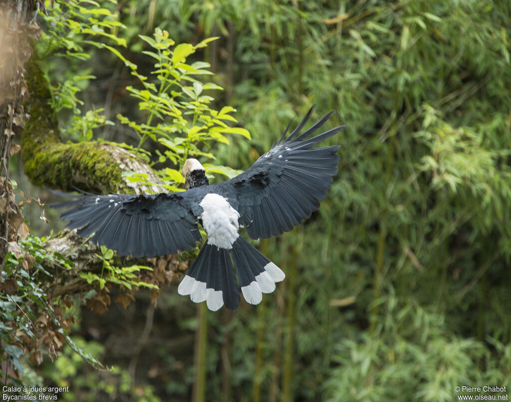 Silvery-cheeked Hornbill