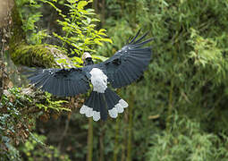 Silvery-cheeked Hornbill