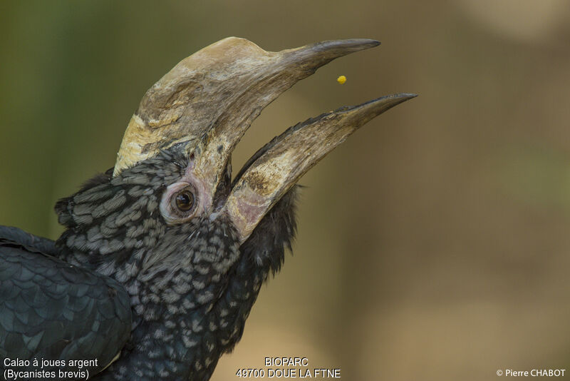 Silvery-cheeked Hornbill, close-up portrait