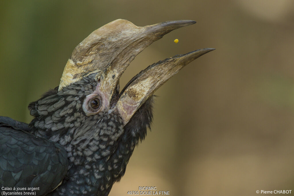 Silvery-cheeked Hornbill, close-up portrait