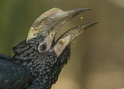 Silvery-cheeked Hornbill