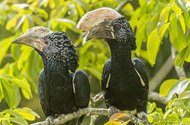 Silvery-cheeked Hornbill