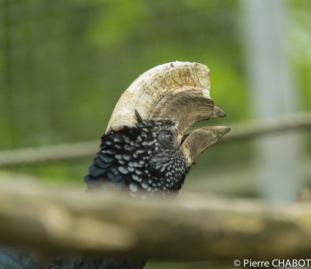 Silvery-cheeked Hornbill