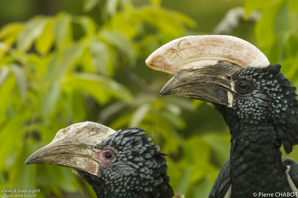 Silvery-cheeked Hornbill