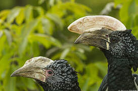 Silvery-cheeked Hornbill