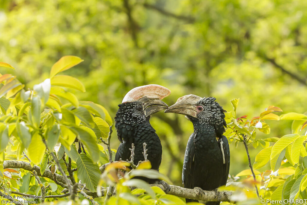 Silvery-cheeked Hornbill