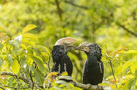 Silvery-cheeked Hornbill