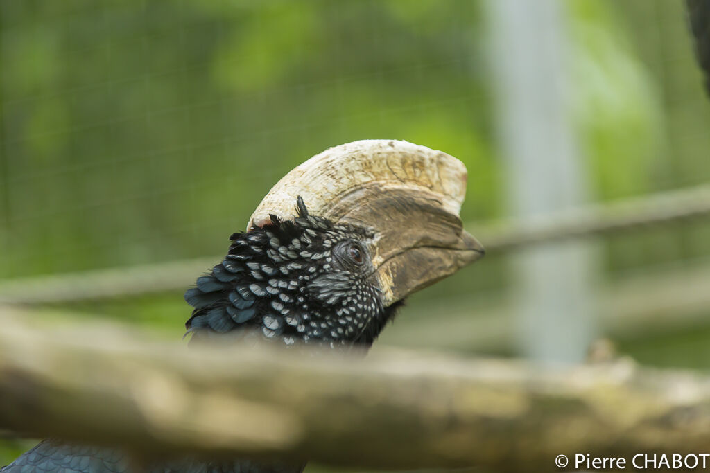 Silvery-cheeked Hornbill