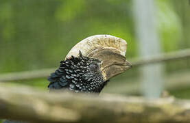 Silvery-cheeked Hornbill