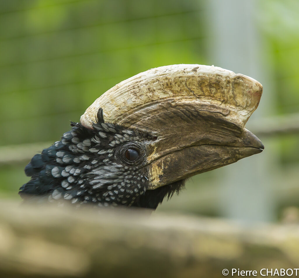 Silvery-cheeked Hornbill